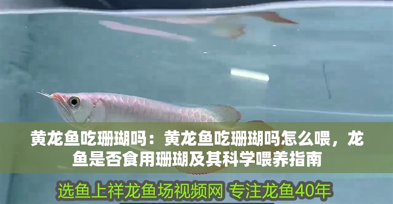 黃龍魚吃珊瑚嗎：黃龍魚吃珊瑚嗎怎么喂，龍魚是否食用珊瑚及其科學喂養(yǎng)指南