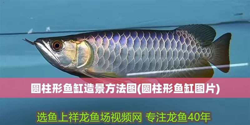 圓柱形魚(yú)缸造景方法圖(圓柱形魚(yú)缸圖片)