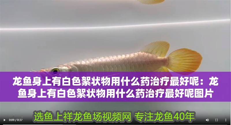 龍魚身上有白色絮狀物用什么藥治療最好呢：龍魚身上有白色絮狀物用什么藥治療最好呢圖片，龍魚白絮病特效藥推薦及
