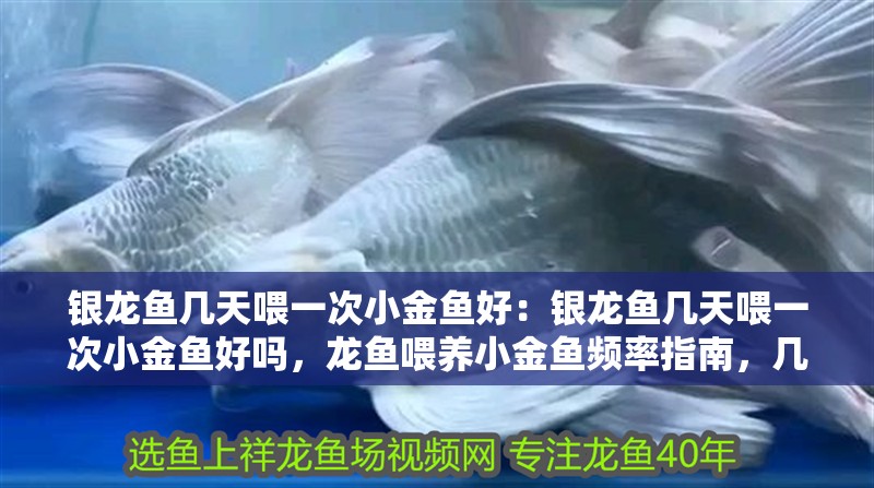 銀龍魚幾天喂一次小金魚好：銀龍魚幾天喂一次小金魚好嗎，龍魚喂養小金魚頻率指南，幾天投喂一次更