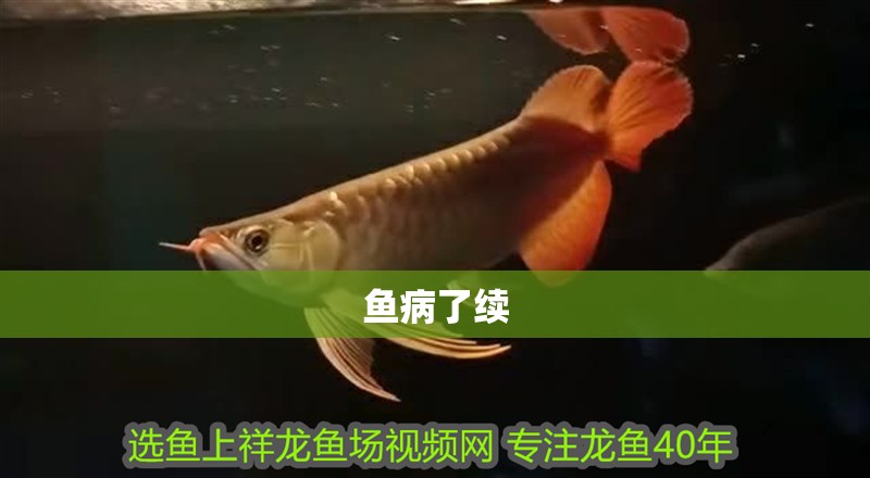 魚病了續