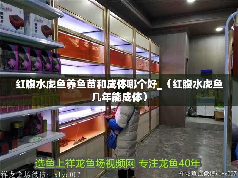 紅腹水虎魚養(yǎng)魚苗和成體哪個好_（紅腹水虎魚幾年能成體）