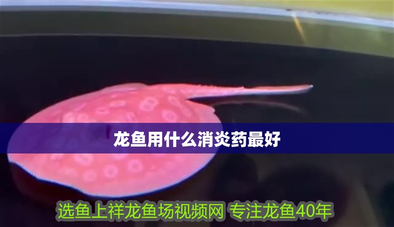 龍魚用什么消炎藥最好