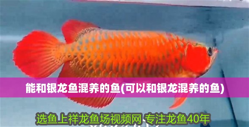能和銀龍魚混養的魚(可以和銀龍混養的魚)