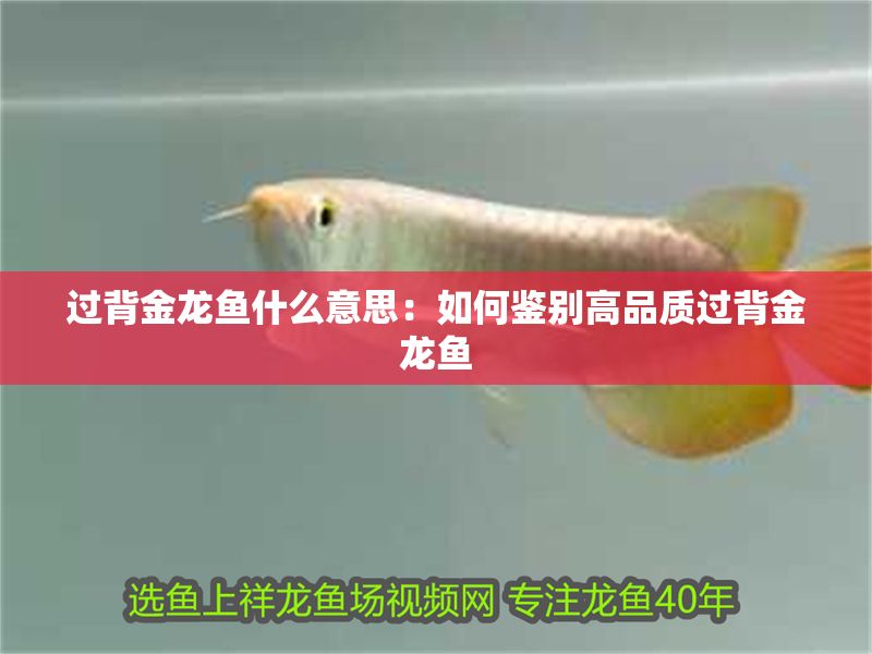 過背金龍魚什么意思：如何鑒別高品質(zhì)過背金龍魚