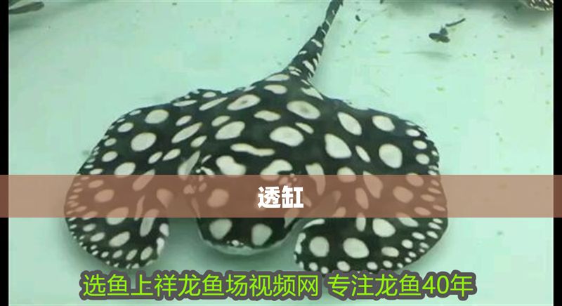 透缸 錦鯉魚百科 第2張 透缸 透缸 錦鯉魚百科 第2張