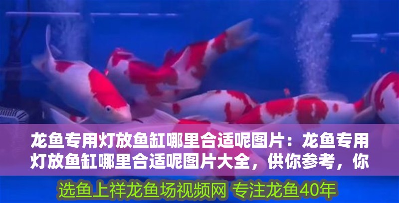 龍魚專用燈放魚缸哪里合適呢圖片：龍魚專用燈放魚缸哪里合適呢圖片大全，供你參考，你可以根據具體需求進行選擇，，龍魚專用燈在魚缸中的最佳擺放位置圖鑒，揭秘！龍魚專用燈放魚缸何處最合適（附圖片大全），龍魚專用燈魚缸