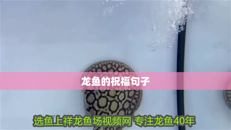 龍魚的祝福句子