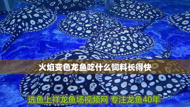 火焰變色龍魚吃什么飼料長得快