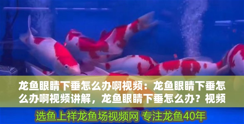 龍魚眼睛下垂怎么辦啊視頻：龍魚眼睛下垂怎么辦啊視頻講解，龍魚眼睛下垂怎么辦？視頻詳細講解