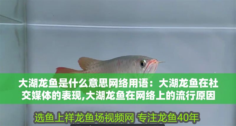 大湖龍魚是什么意思網絡用語：大湖龍魚在社交媒體的表現,大湖龍魚在網絡上的流行原因