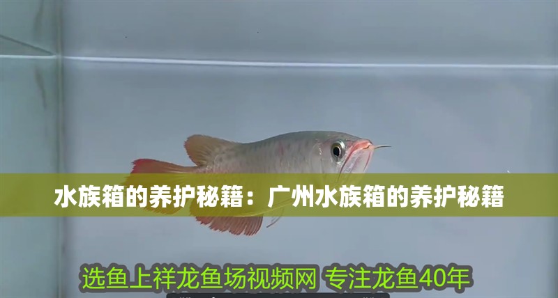 水族箱的養(yǎng)護秘籍：廣州水族箱的養(yǎng)護秘籍