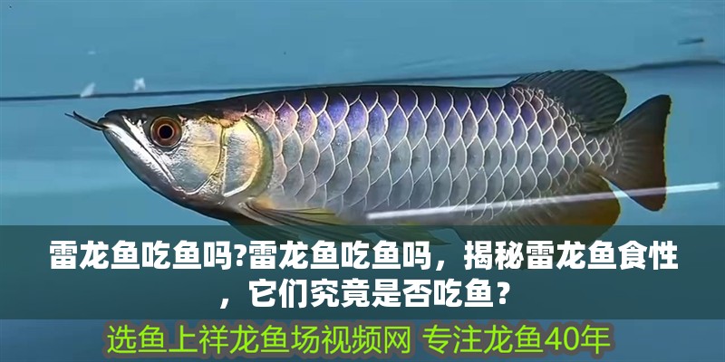 雷龍魚吃魚嗎?雷龍魚吃魚嗎，揭秘雷龍魚食性，它們究竟是否吃魚？