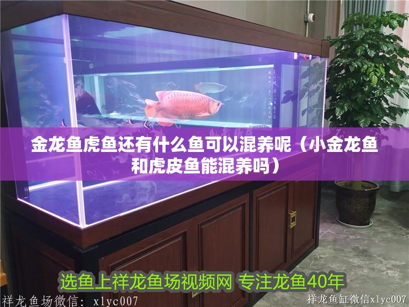金龍魚虎魚還有什么魚可以混養呢（小金龍魚和虎皮魚能混養嗎）