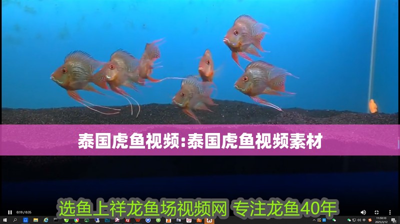泰國虎魚視頻:泰國虎魚視頻素材