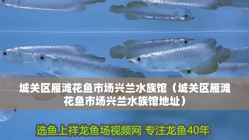 城關區雁灘花魚市場興蘭水族館（城關區雁灘花魚市場興蘭水族館地址） 城關區雁灘花魚市場興蘭水族館（城關區雁灘花魚市場興蘭水族館地址） 全國水族館企業名錄 第2張