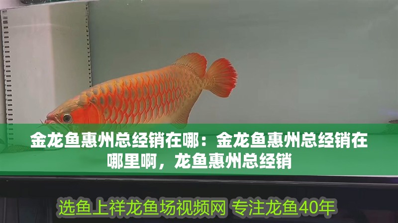 金龍魚惠州總經銷在哪：金龍魚惠州總經銷在哪里啊，龍魚惠州總經銷