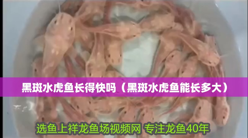 黑斑水虎魚長得快嗎（黑斑水虎魚能長多大）