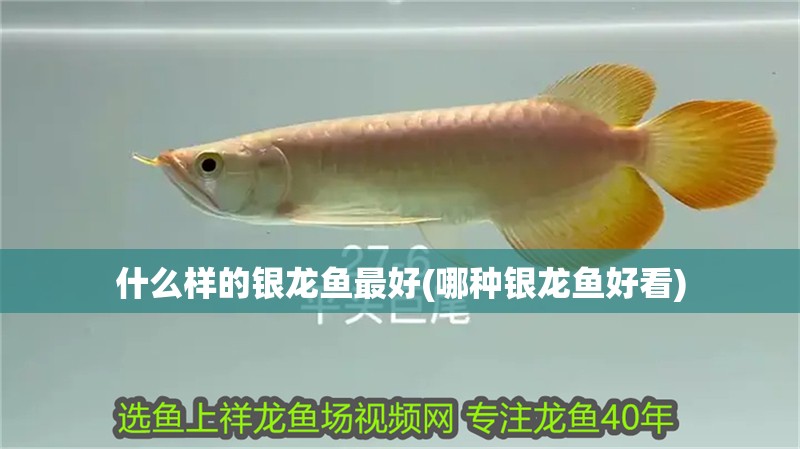 什么樣的銀龍魚最好(哪種銀龍魚好看)