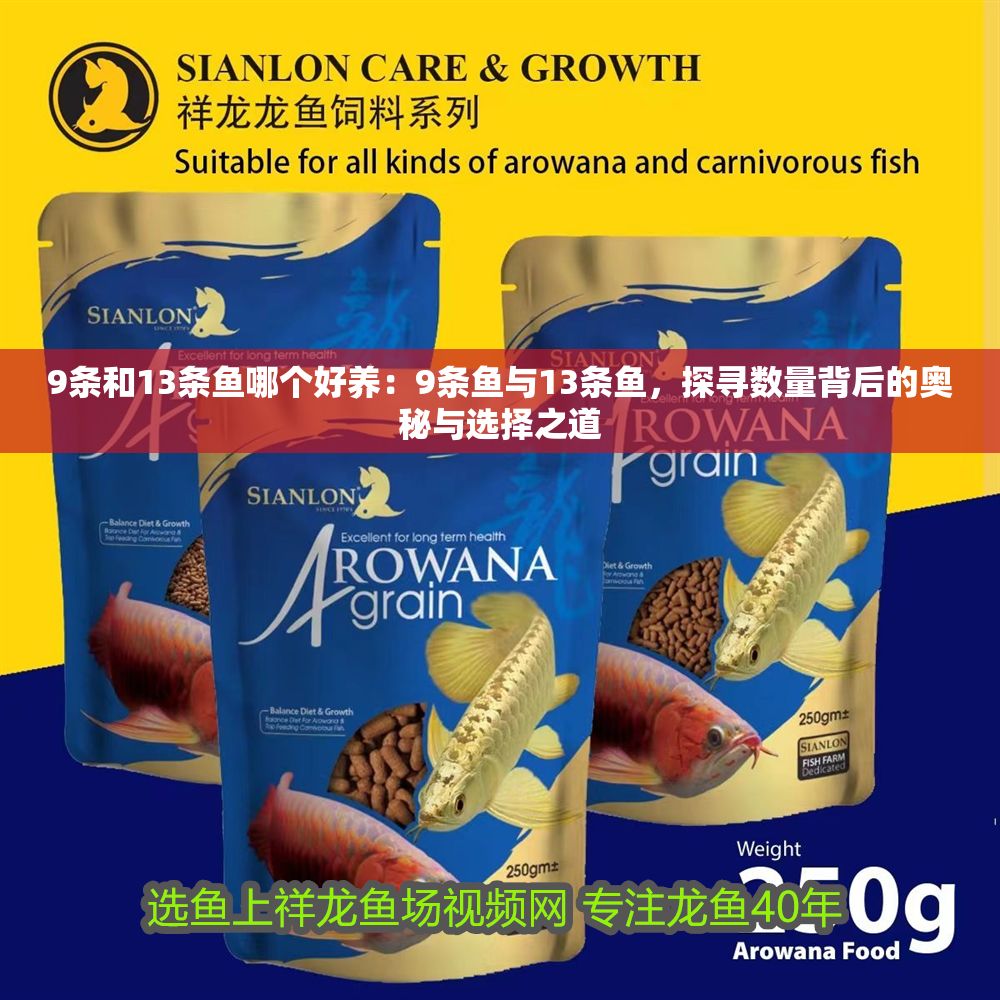 9條和13條魚哪個好養(yǎng)：9條魚與13條魚，探尋數(shù)量背后的奧秘與選擇之道