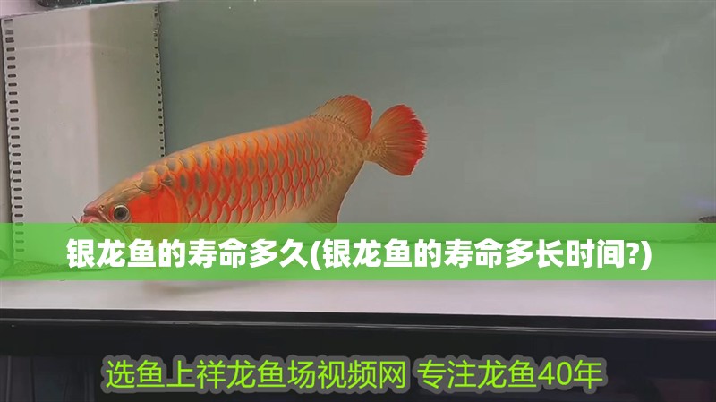 銀龍魚的壽命多久(銀龍魚的壽命多長(zhǎng)時(shí)間?)