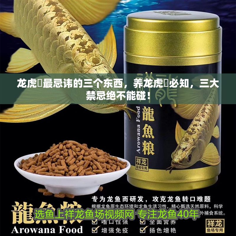 龍虎魟最忌諱的三個東西，養龍虎魟必知，三大禁忌絕不能碰！