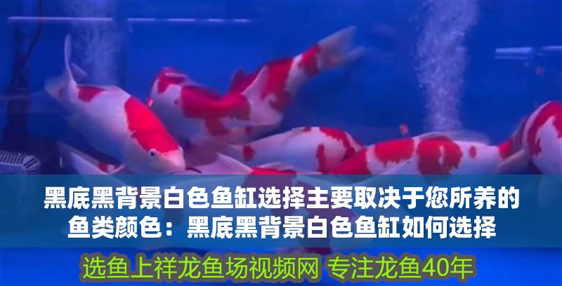 黑底黑背景白色魚缸選擇主要取決于您所養(yǎng)的魚類顏色：黑底黑背景白色魚缸如何選擇