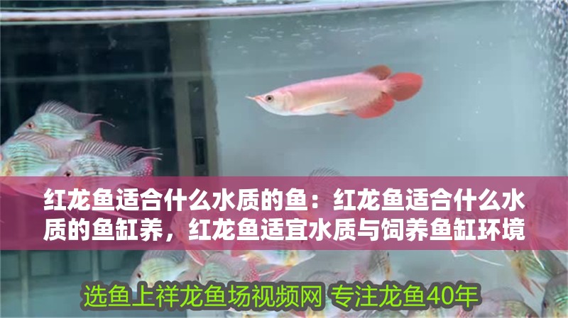 紅龍魚適合什么水質的魚：紅龍魚適合什么水質的魚缸養，紅龍魚適宜水質與飼養魚缸環境 紅龍魚適合什么水質的魚：紅龍魚適合什么水質的魚缸養，紅龍魚適宜水質與飼養魚缸環境 水族問答