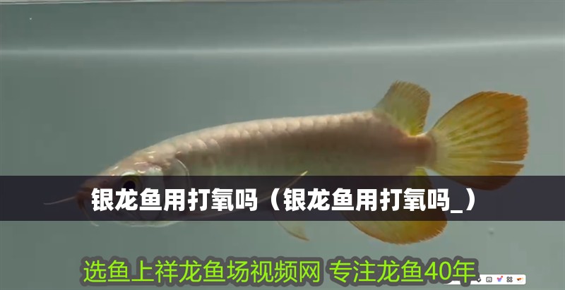 銀龍魚用打氧嗎（銀龍魚用打氧嗎_）