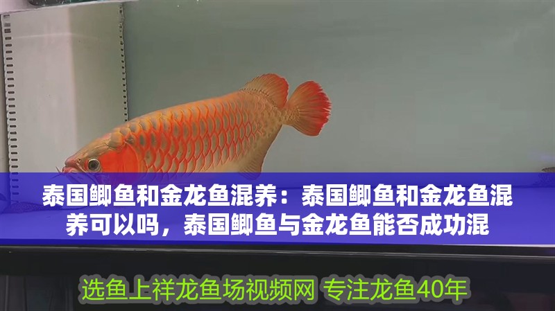 泰國鯽魚和金龍魚混養：泰國鯽魚和金龍魚混養可以嗎，泰國鯽魚與金龍魚能否成功混