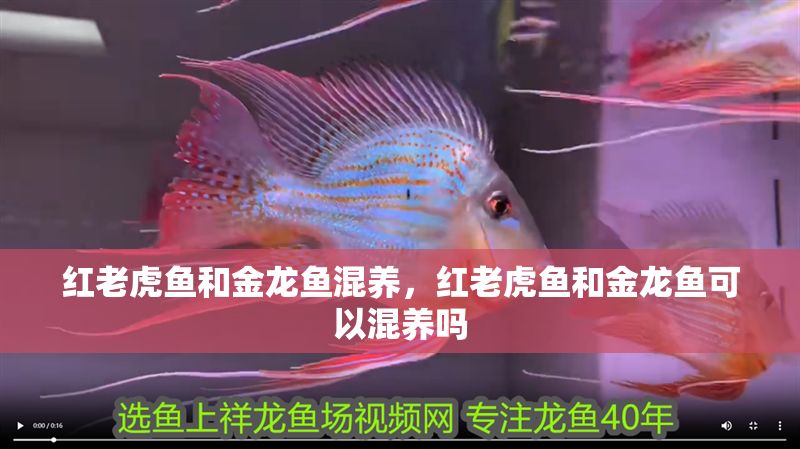 紅老虎魚和金龍魚混養，紅老虎魚和金龍魚可以混養嗎