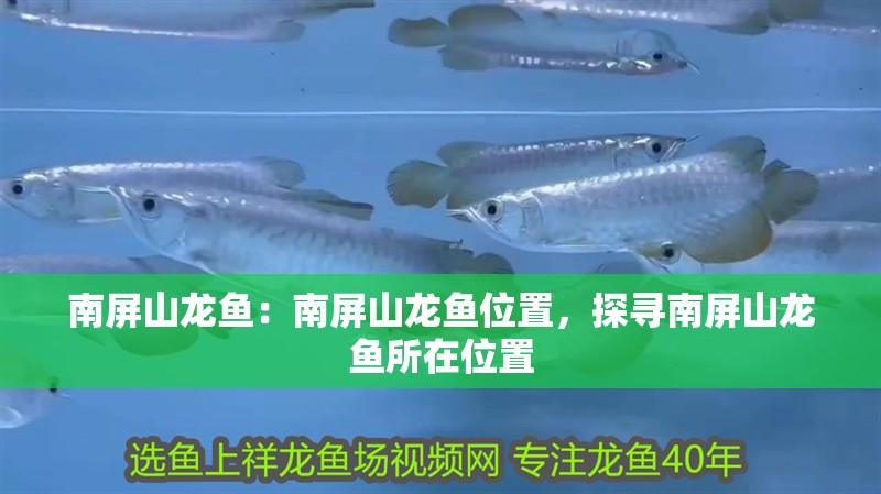 南屏山龍魚：南屏山龍魚位置，探尋南屏山龍魚所在位置