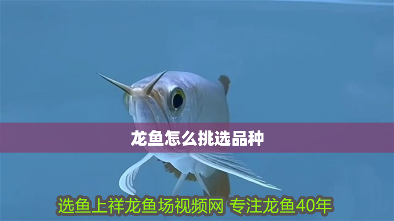 龍魚怎么挑選品種