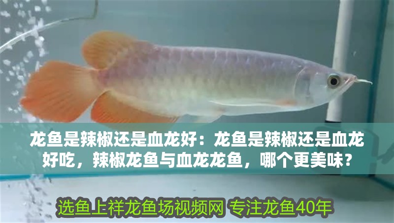 虎魚入缸前的免疫問題