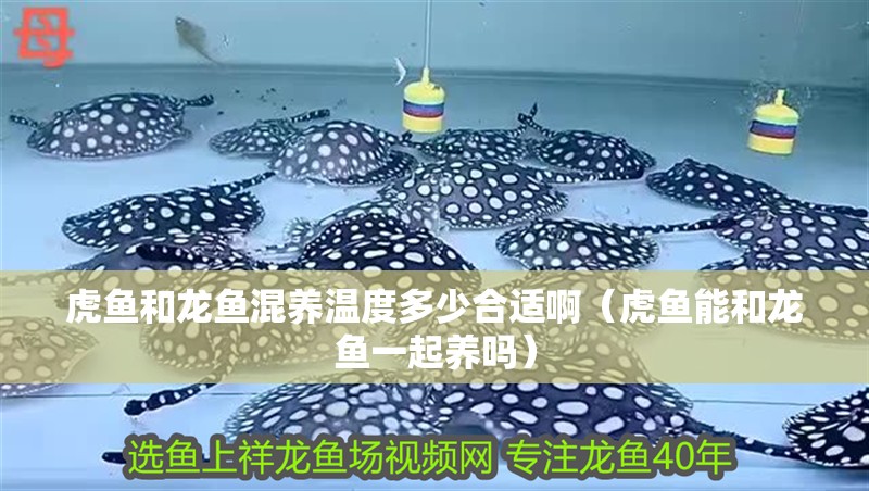 虎魚和龍魚混養溫度多少合適啊（虎魚能和龍魚一起養嗎） 虎魚和龍魚混養溫度多少合適啊（虎魚能和龍魚一起養嗎） 虎魚百科