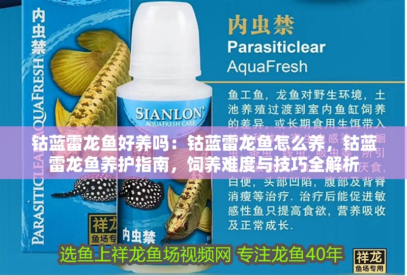 鈷藍雷龍魚好養嗎：鈷藍雷龍魚怎么養，鈷藍雷龍魚養護指南，飼養難度與技巧全解析