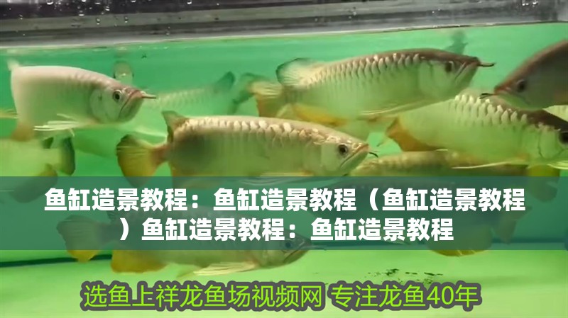 魚缸造景教程：魚缸造景教程（魚缸造景教程）魚缸造景教程：魚缸造景教程
