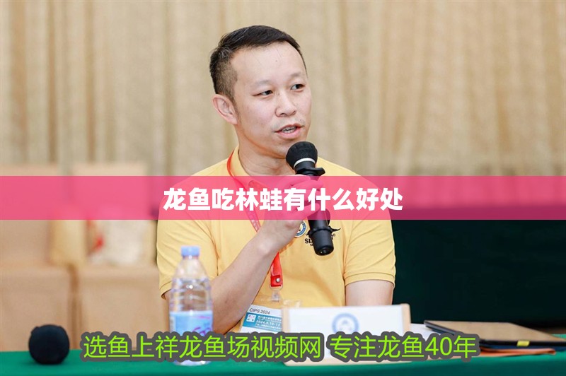 龍魚吃林蛙有什么好處