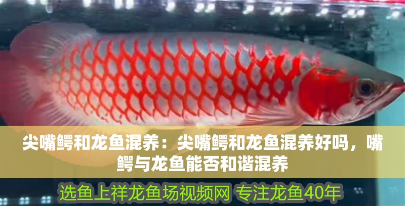 尖嘴鱷和龍魚混養：尖嘴鱷和龍魚混養好嗎，嘴鱷與龍魚能否和諧混養