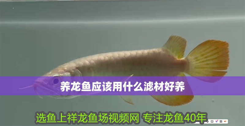 養(yǎng)龍魚應(yīng)該用什么濾材好養(yǎng)