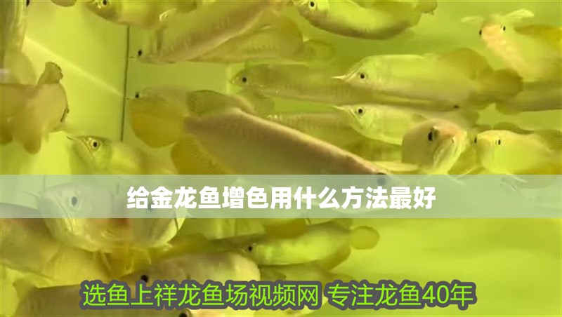 給金龍魚增色用什么方法最好