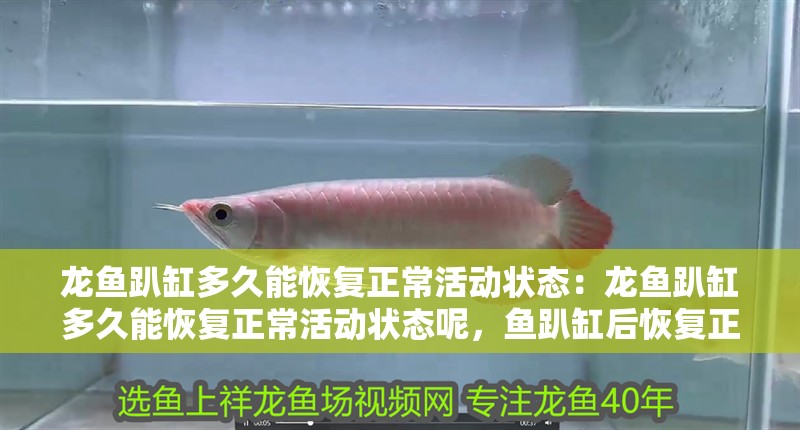 龍魚趴缸多久能恢復(fù)正常活動(dòng)狀態(tài)：龍魚趴缸多久能恢復(fù)正常活動(dòng)狀態(tài)呢，魚趴缸后恢復(fù)正常活動(dòng)狀態(tài)所需時(shí)長