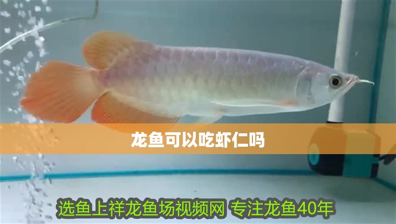 龍魚可以吃蝦仁嗎