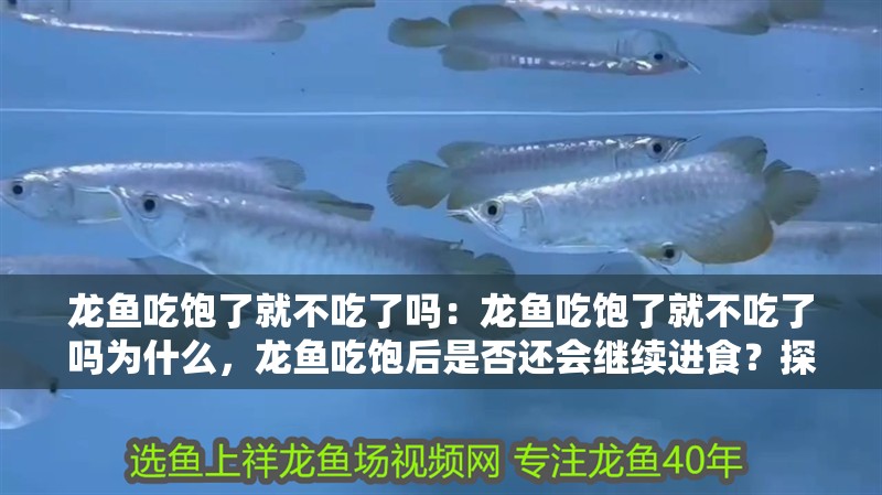 龍魚(yú)吃飽了就不吃了嗎：龍魚(yú)吃飽了就不吃了嗎為什么，龍魚(yú)吃飽后是否還會(huì)繼續(xù)進(jìn)食？探究其飲食習(xí)性之謎