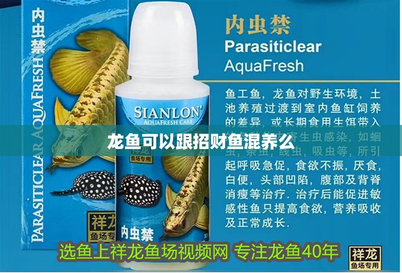 龍魚可以跟招財魚混養么