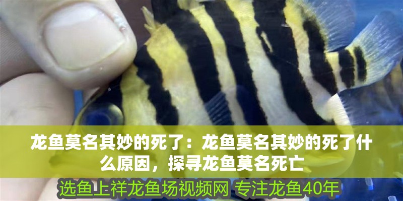 龍魚(yú)莫名其妙的死了：龍魚(yú)莫名其妙的死了什么原因，探尋龍魚(yú)莫名死亡