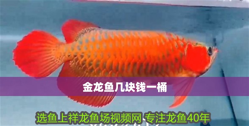 金龍魚幾塊錢一桶