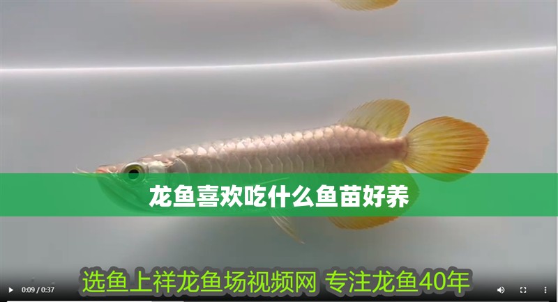 龍魚喜歡吃什么魚苗好養(yǎng)