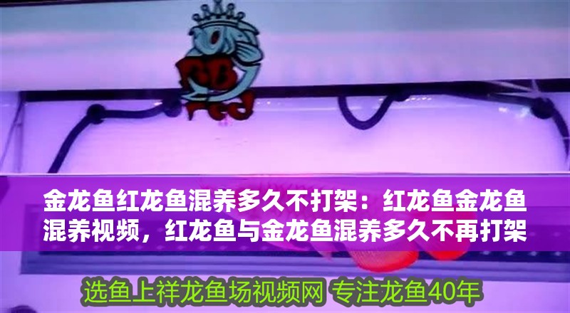 金龍魚紅龍魚混養多久不打架：紅龍魚金龍魚混養視頻，紅龍魚與金龍魚混養多久不再打架？實戰