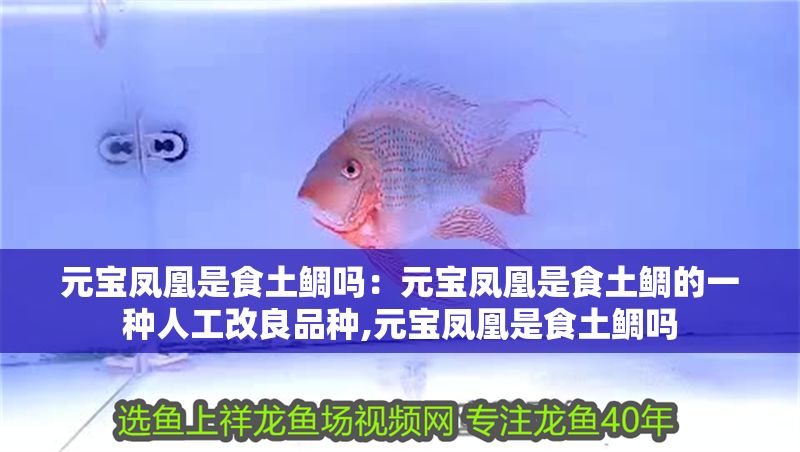 元寶鳳凰是食土鯛嗎：元寶鳳凰是食土鯛的一種人工改良品種,元寶鳳凰是食土鯛嗎